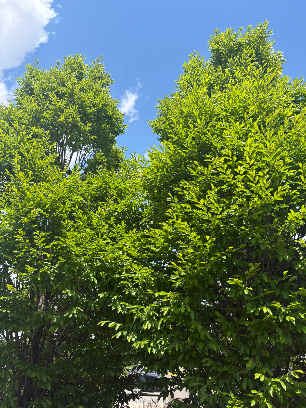 The Healing Power of Nature: Harnessing Natural Calm for Stress Relief and Wellbeing