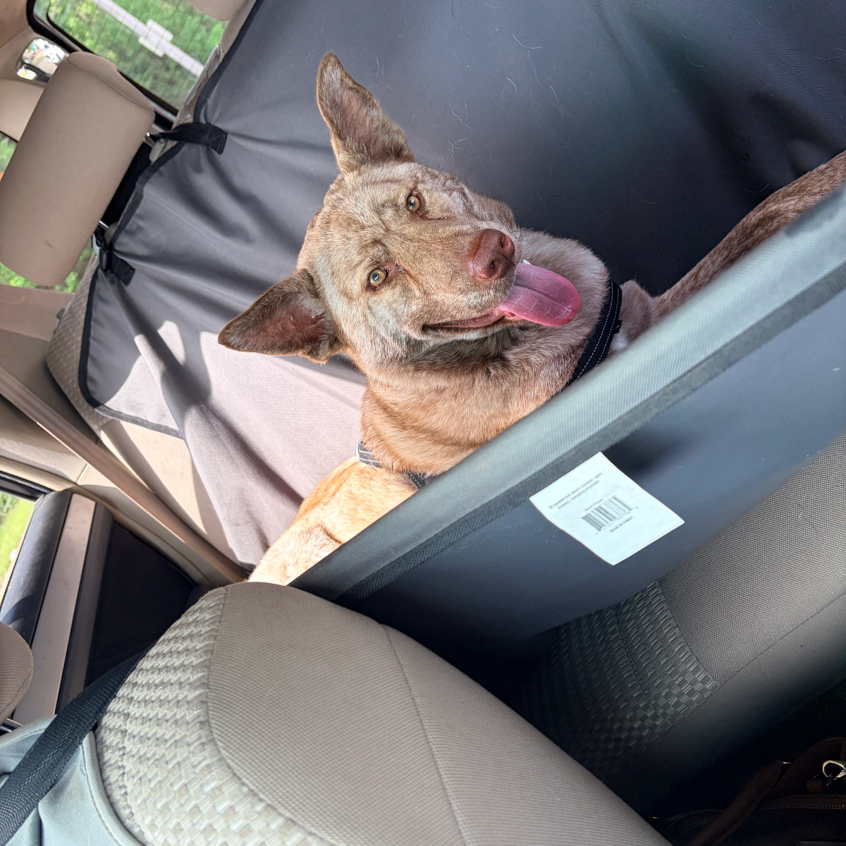 Discover Hound House: Where Your Dog’s Comfort Comes First