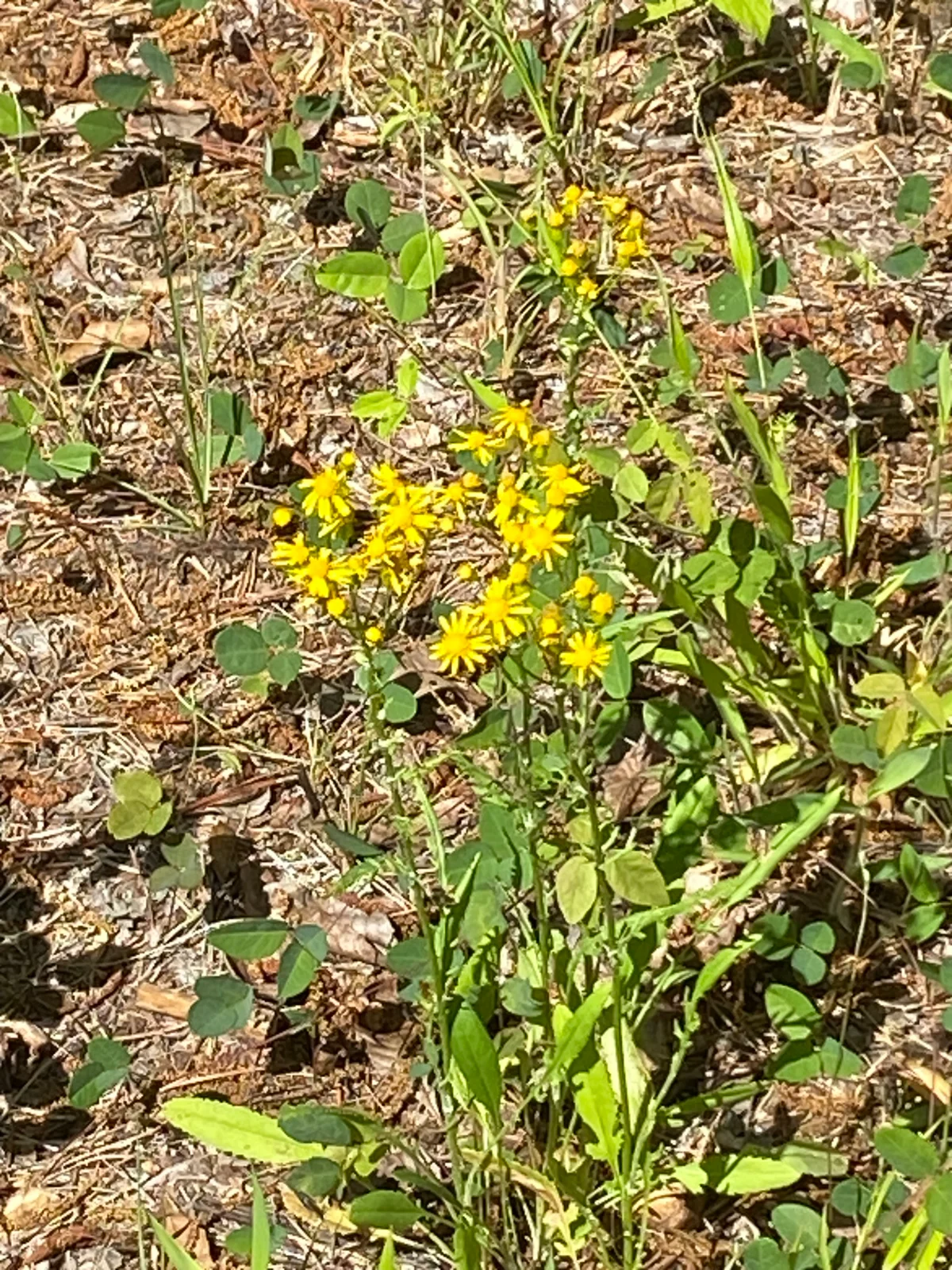 Why Native and Natural Botanical Gardens Are the Best Choice for Communities and Nature