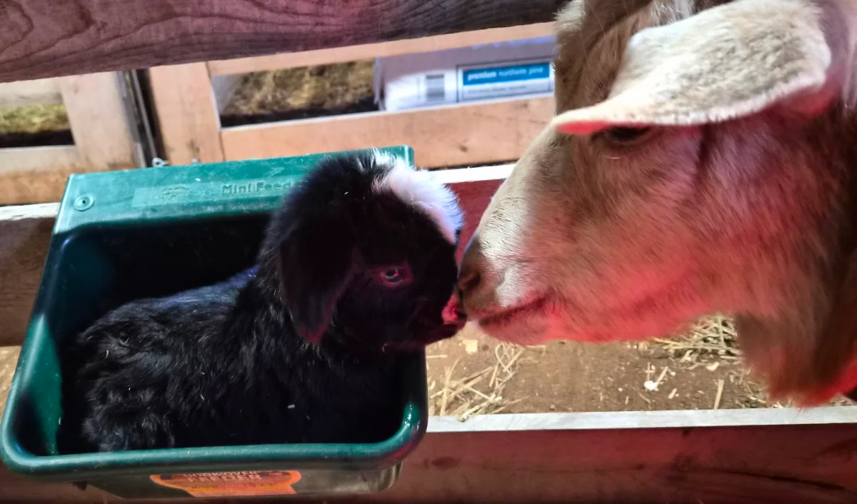 GoatWatch2026: Welcoming the Next Generation of Dakota Goat Squad Kids