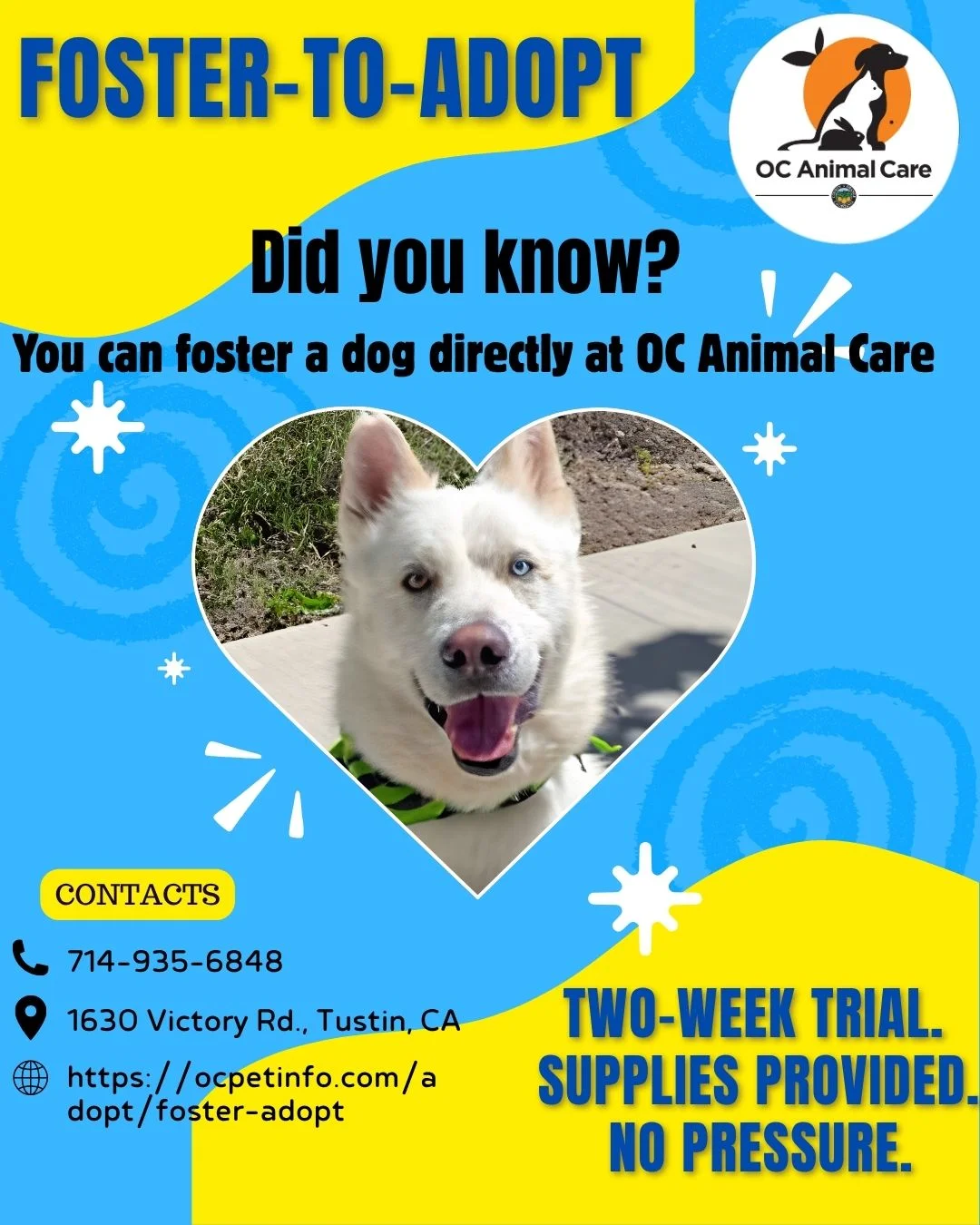Foster-to-Adopt at OC Animal Care