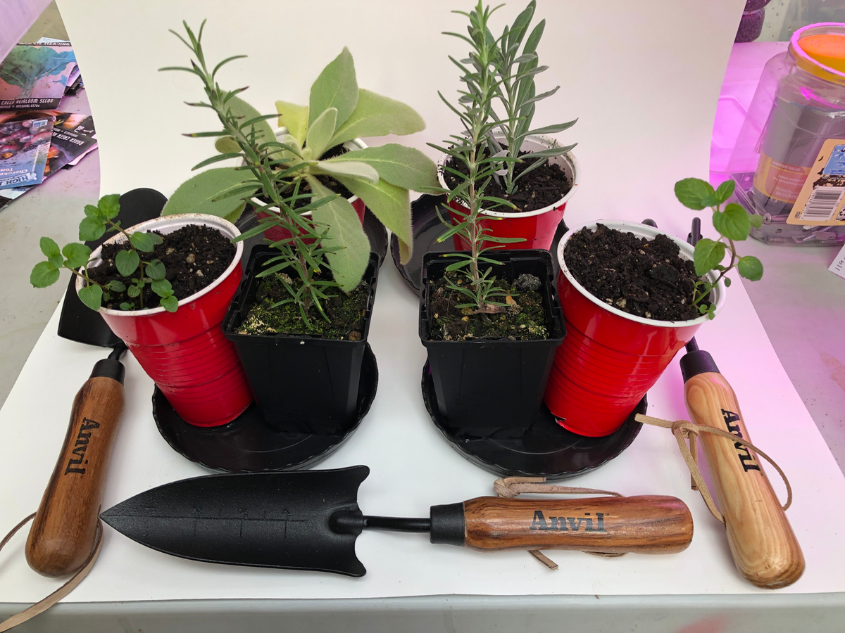 Empowering Your Plate: The Importance of Growing Your Own Food in Uncertain Times