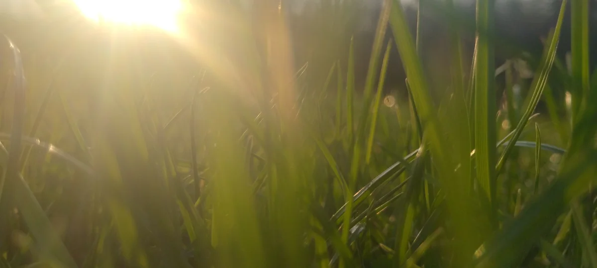 Everywhere You Look Is Green: Embracing Continuous Growth in Mental Wellness
