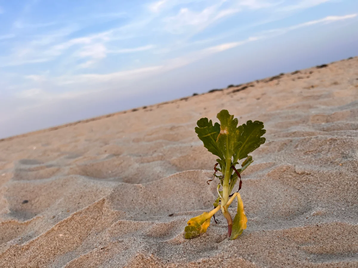 Healing Abandonment Wounds: Transforming Your Inner World with IFS