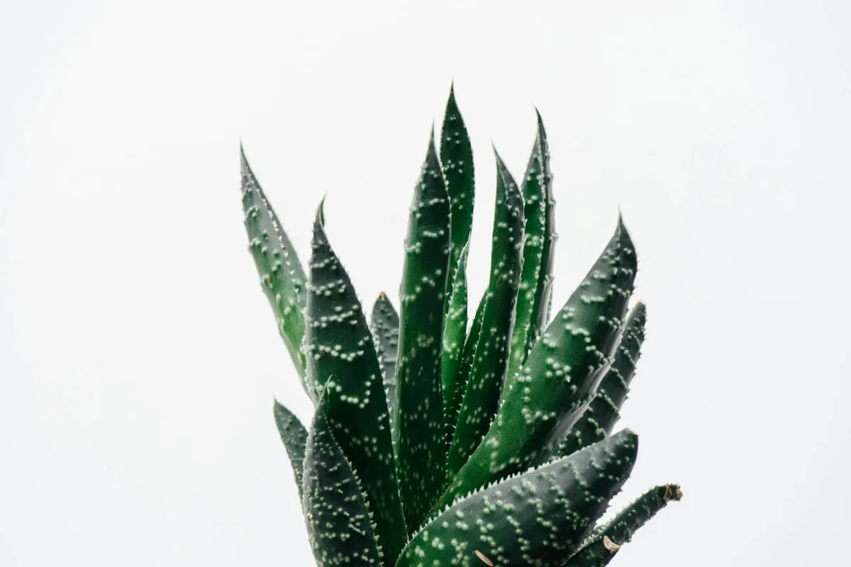 6 Plants that promote tranquility