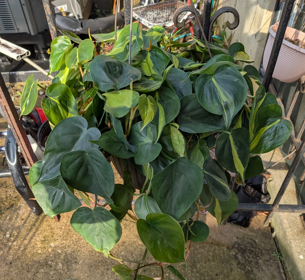 The Allure and Benefits of Philodendron, Monstera, and Hoya: Nature's Wellness Companions