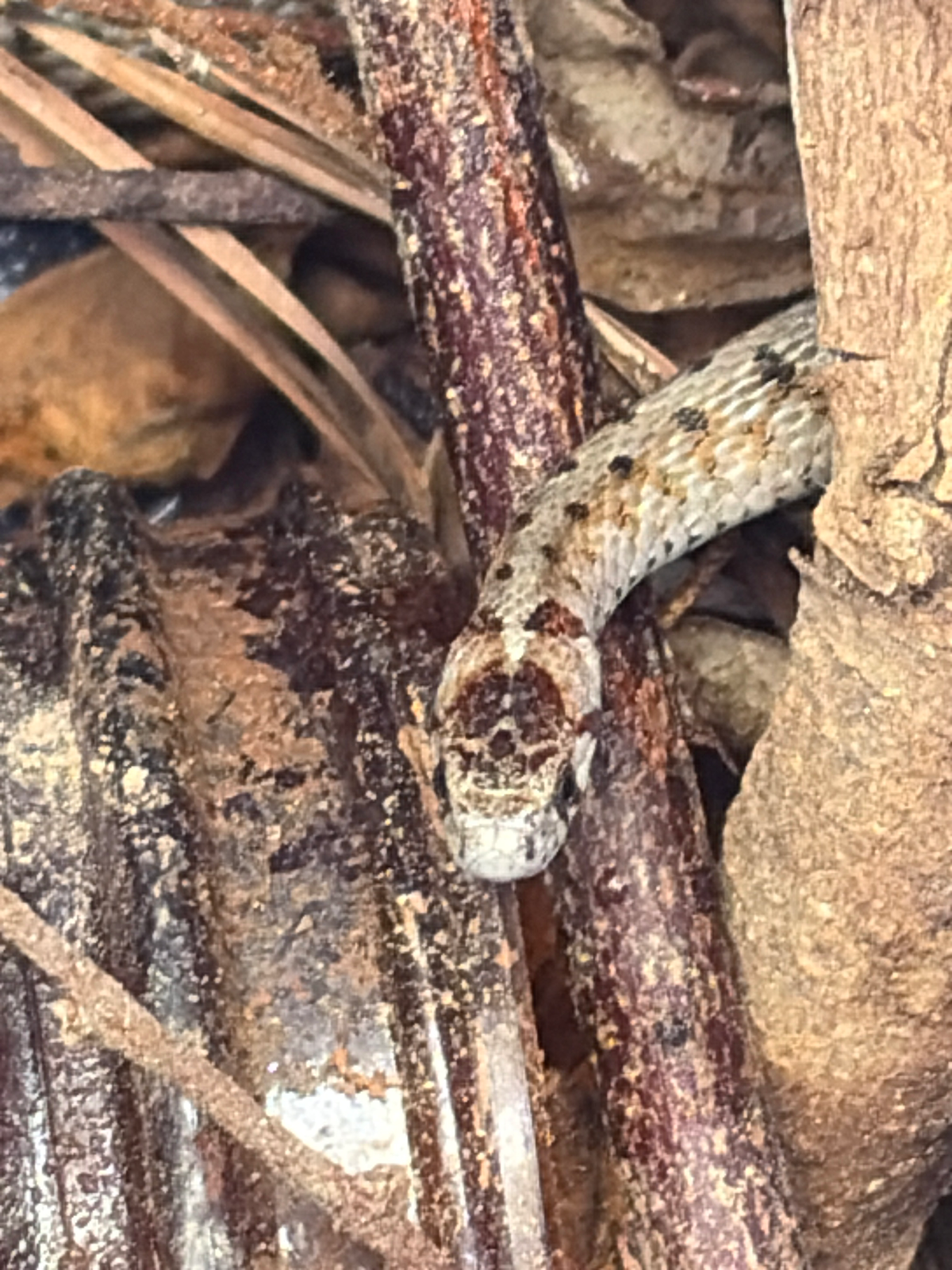 Corporate Snakes Blend In The Sticks