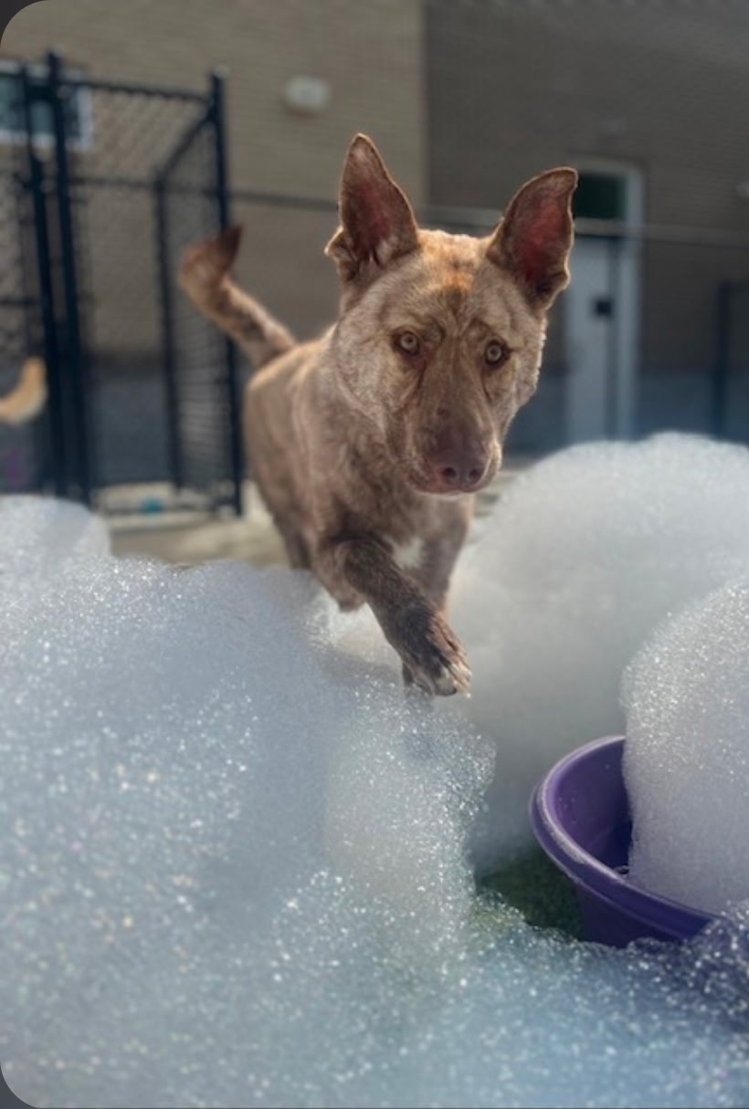 Top Dog Training Tips and Techniques: A Guide for Memphis Pet Owners