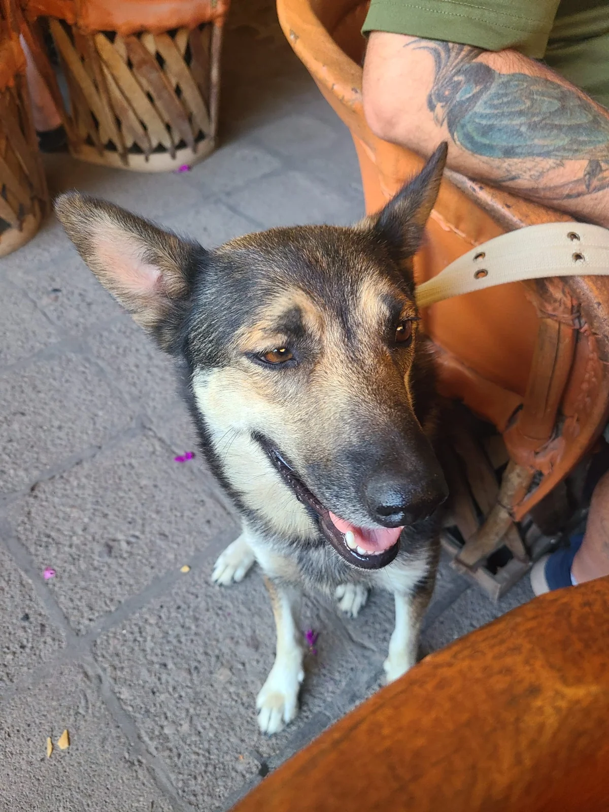 What to Do When You Find a Lost Dog: Step-by-Step Guidance