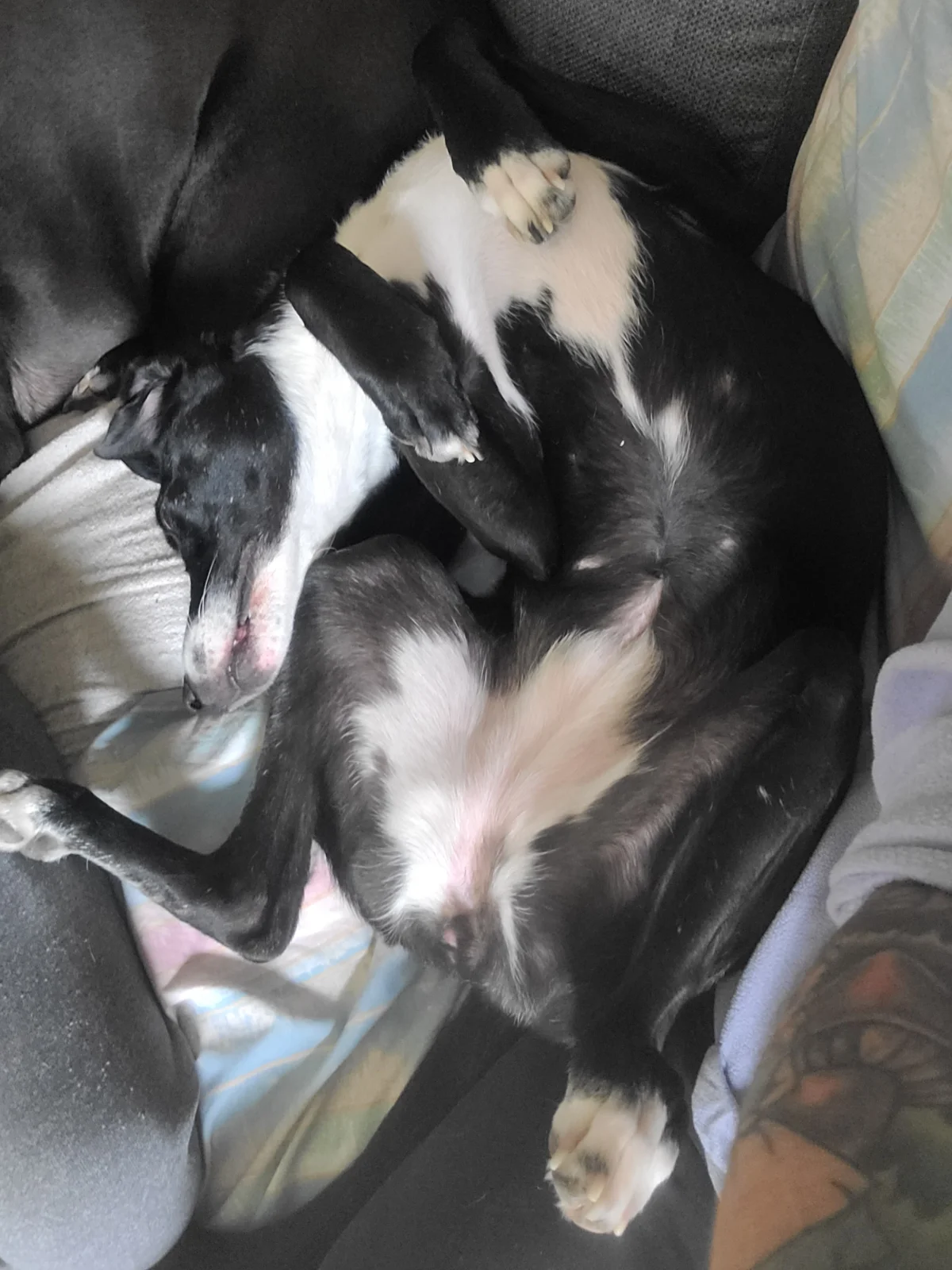 Recognizing and Responding to Heat Stroke in Animals: A Guide for Pet Owners