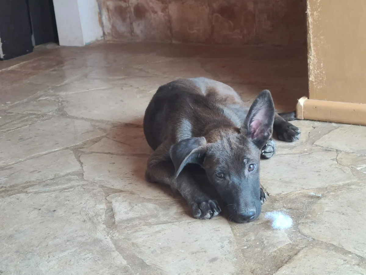 Setting Up a Foster Dog for Success: A Comprehensive Guide