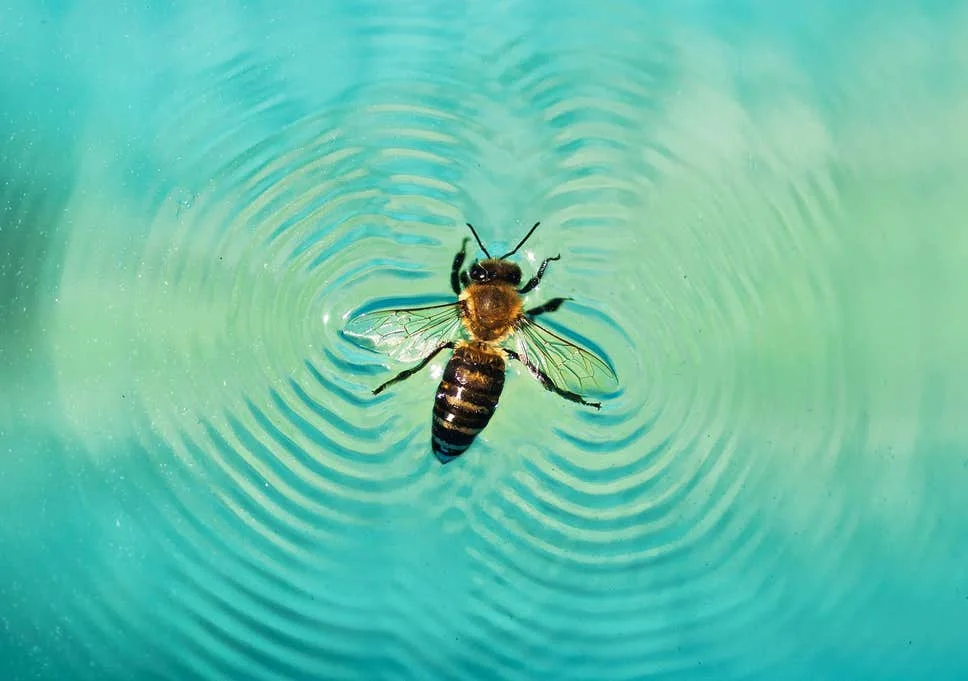 Why Are Bees Drowning in My Birdbath?