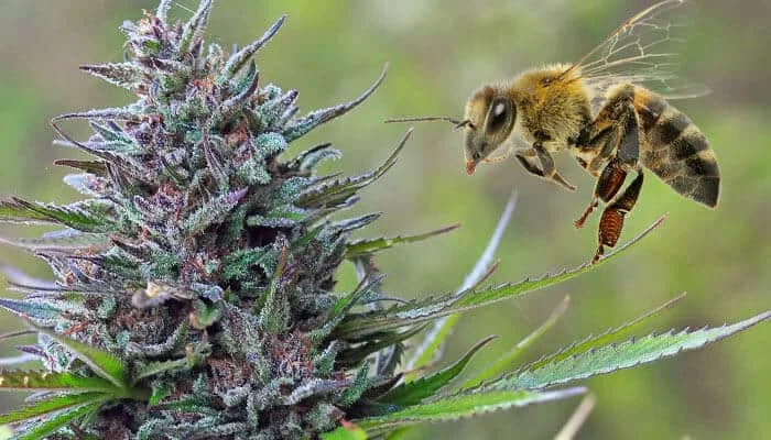 Earth Day Begins in Your Backyard: Help Protect Bees
