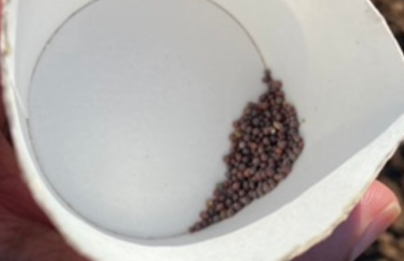 Faith Like a Mustard Seed: The Power of Belief in Successful Project Management
