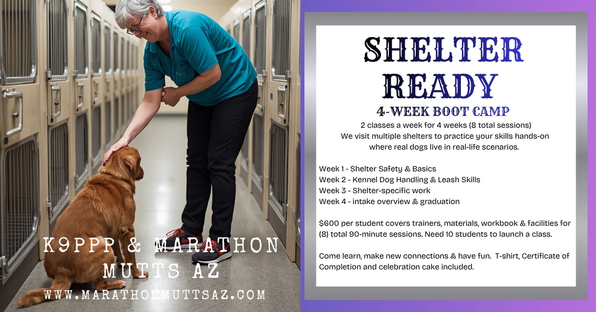 How “Shelter Ready” Boot Camp Helped Me Find Friendship, Purpose, and a Few Wagging Tails