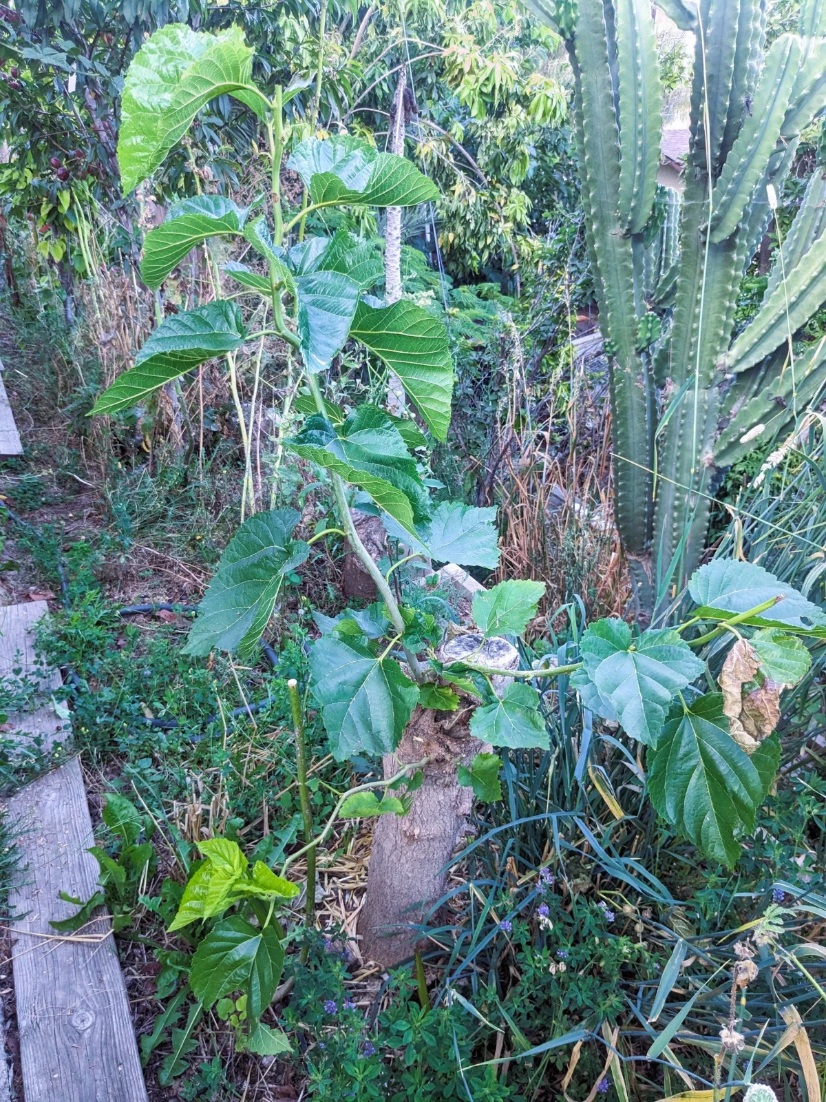 A Smarter Way to Weed: Timing, Ecology, and Lasting Impact in the Garden