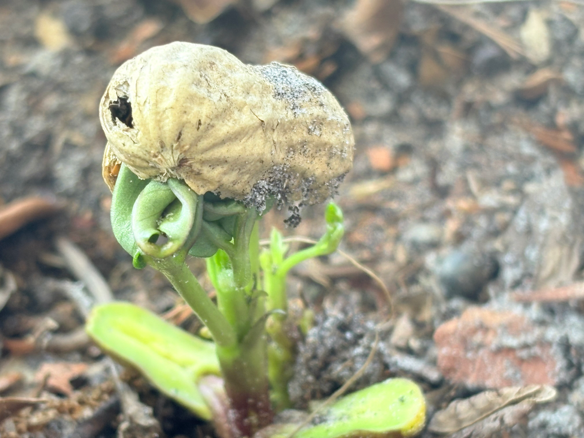 Spring has sprung! Spring Gardening in Florida