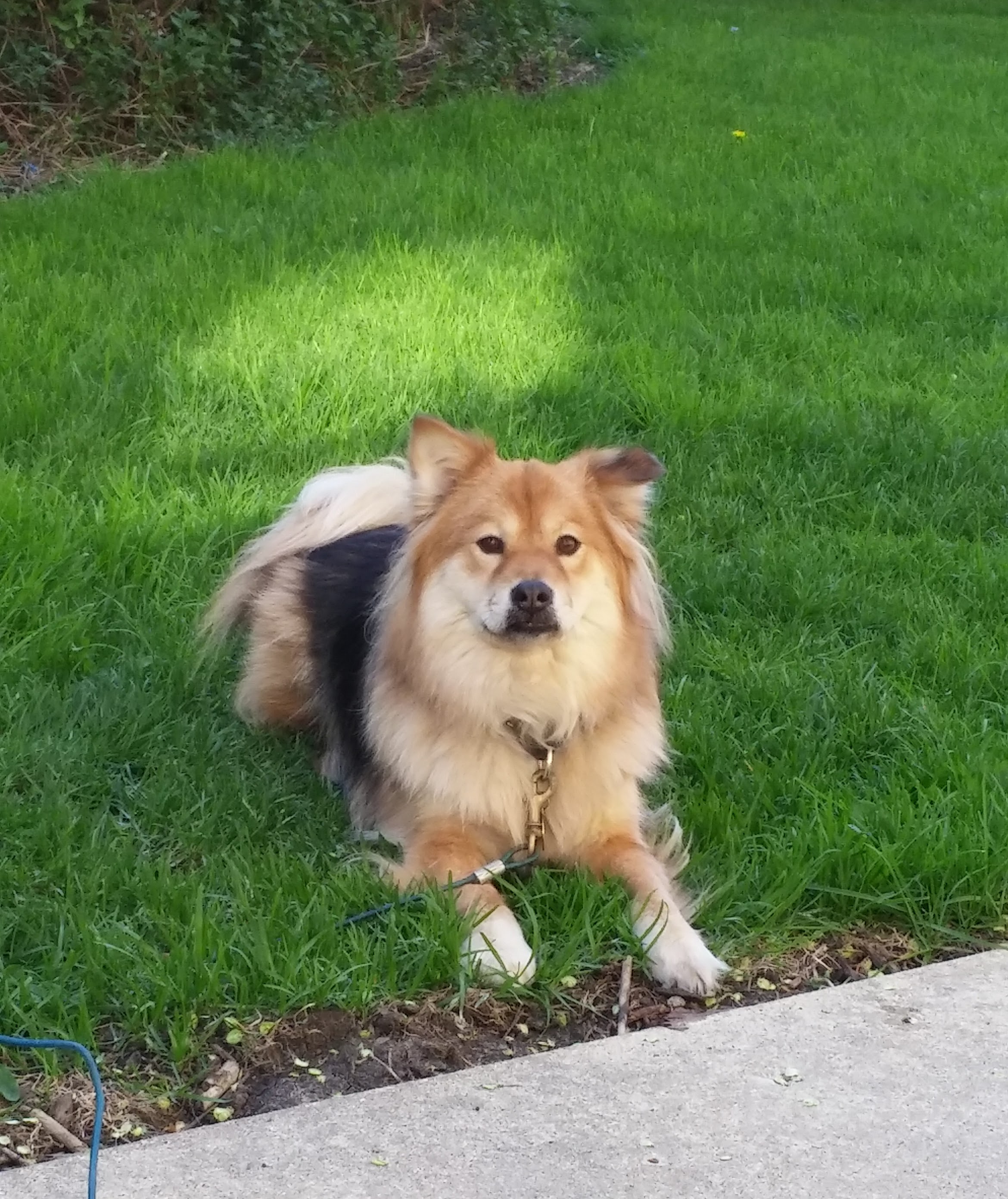 A Helping Hound Dog Training LLC