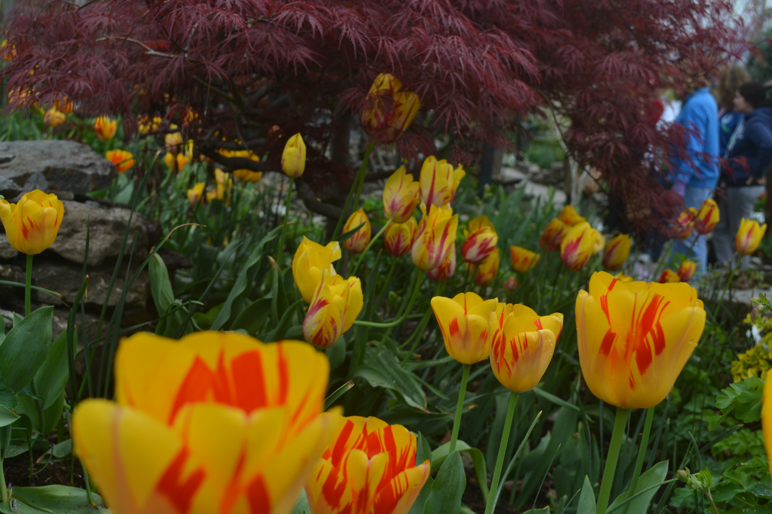 Hh Apothecary And Co.