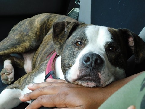 Boss's Bark House Inc