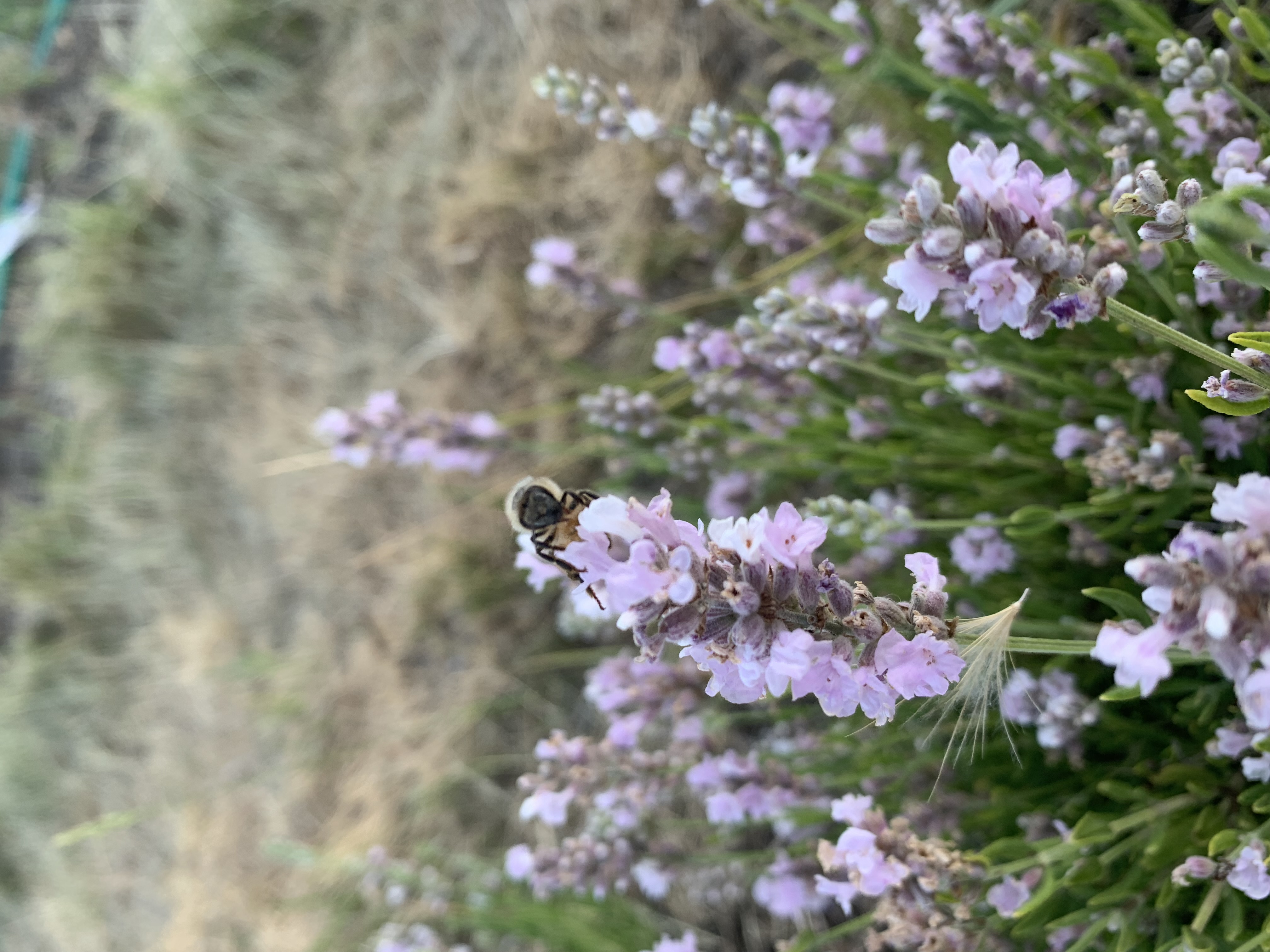 Great Bear Collective, LLC Dba Lil Dipper Lavender