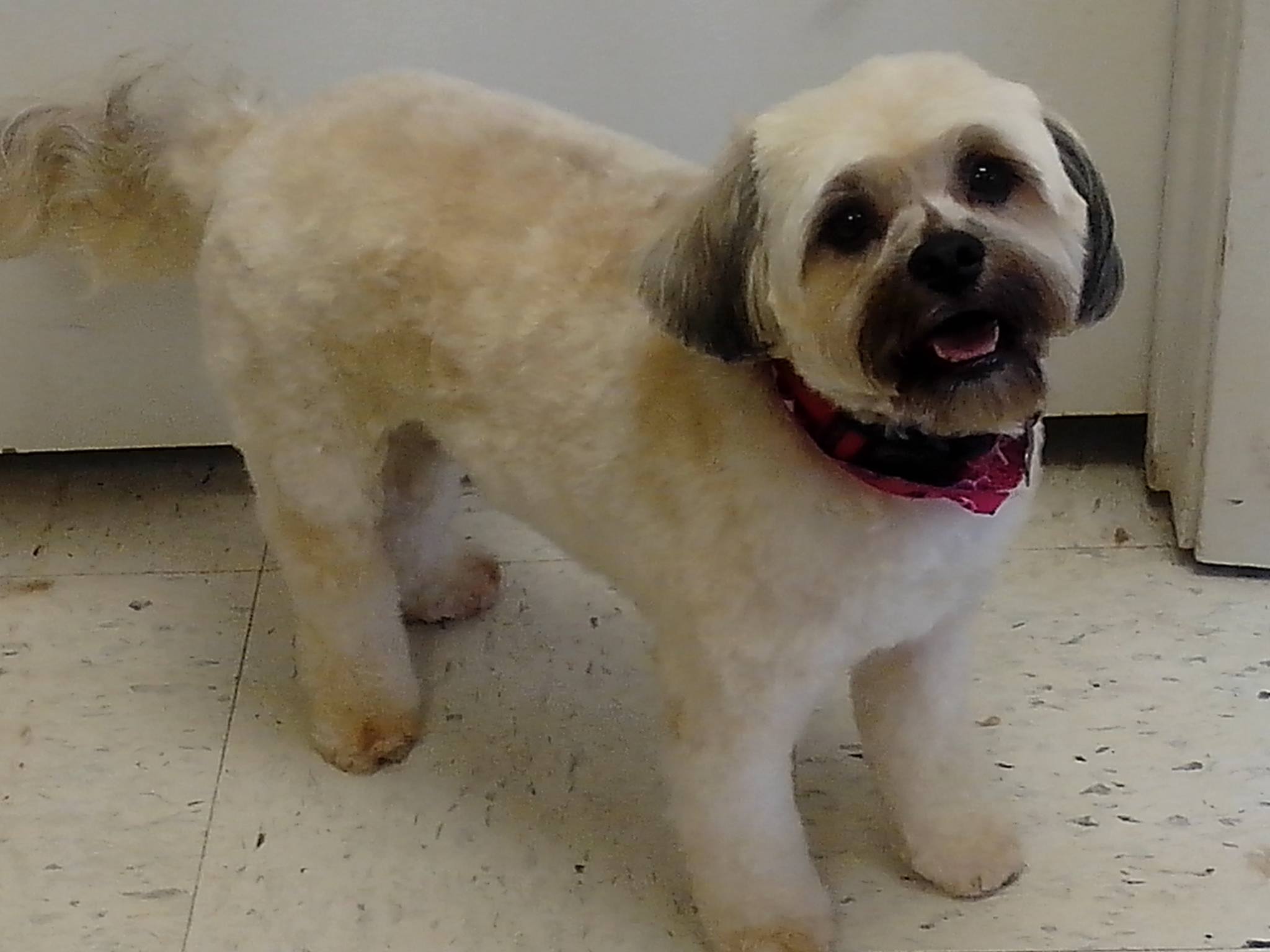 Kountry kritters LLC 