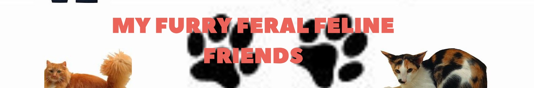 My Furry Feral Feline Friends