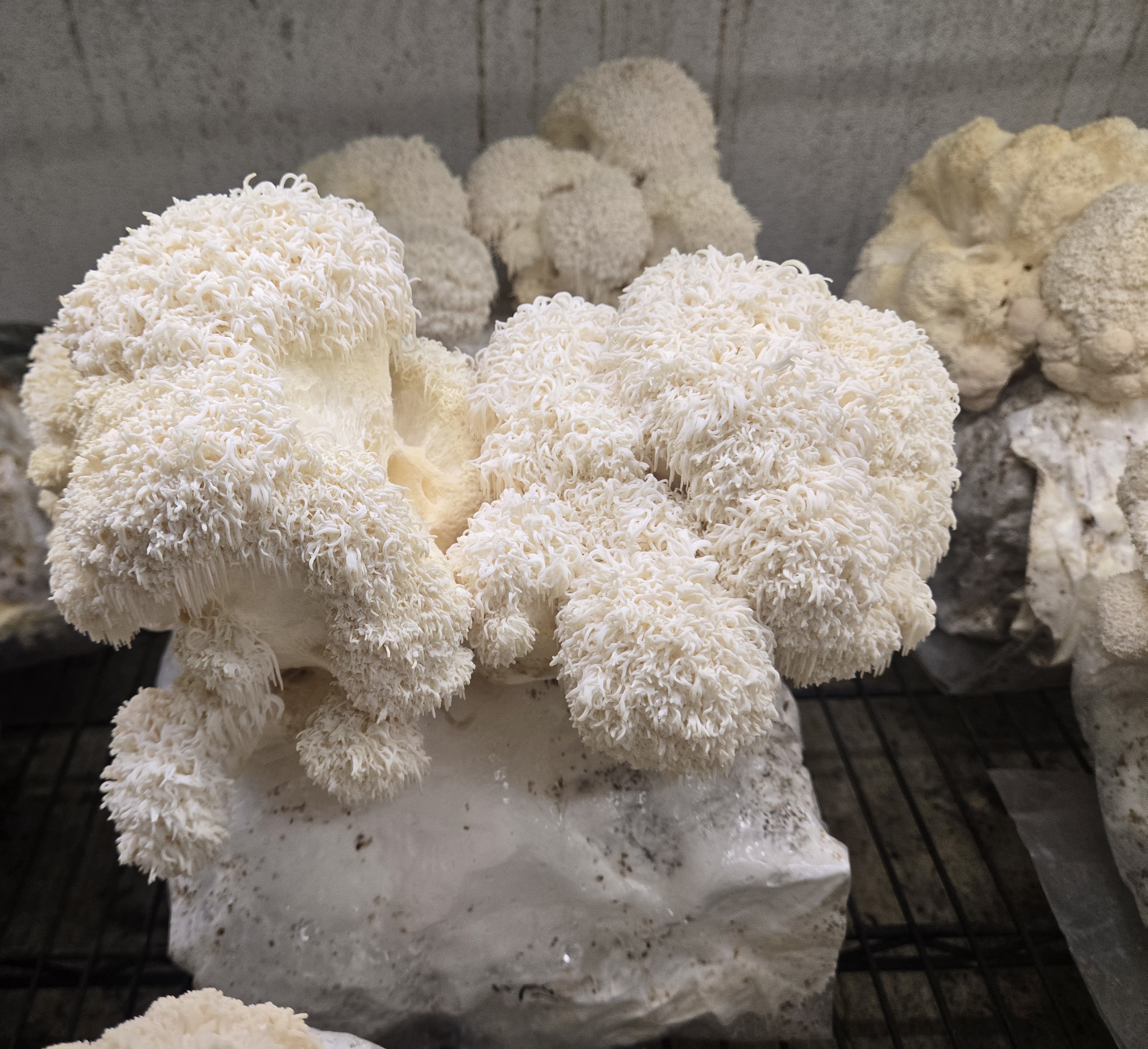 High Mountain Mushrooms