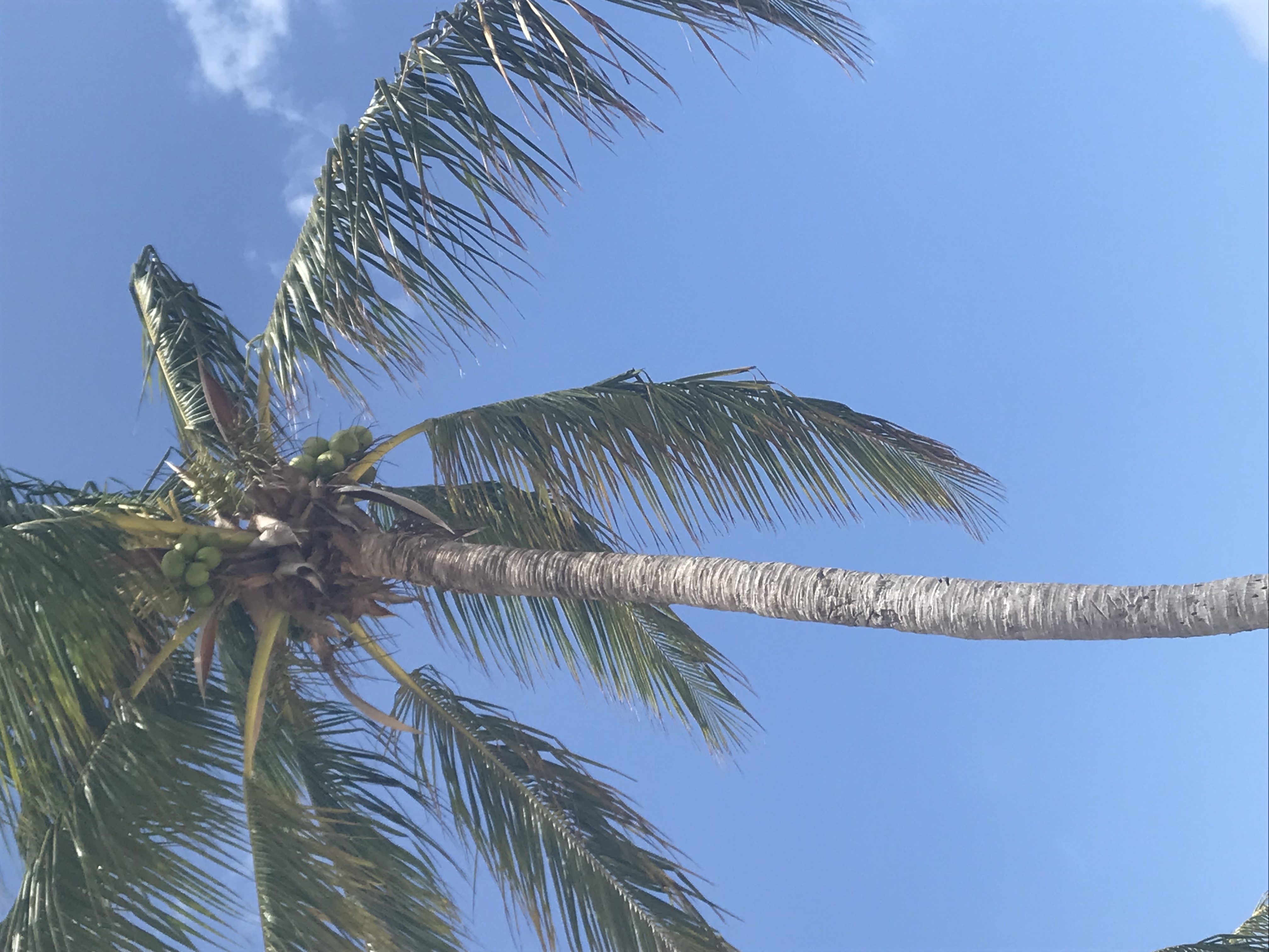 Crimson Muur Transport