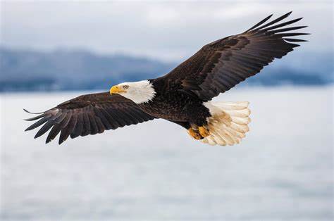 Eagles Universal Protective, LLC