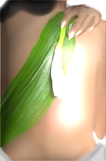 Serenity & Body Wellness LLC. 