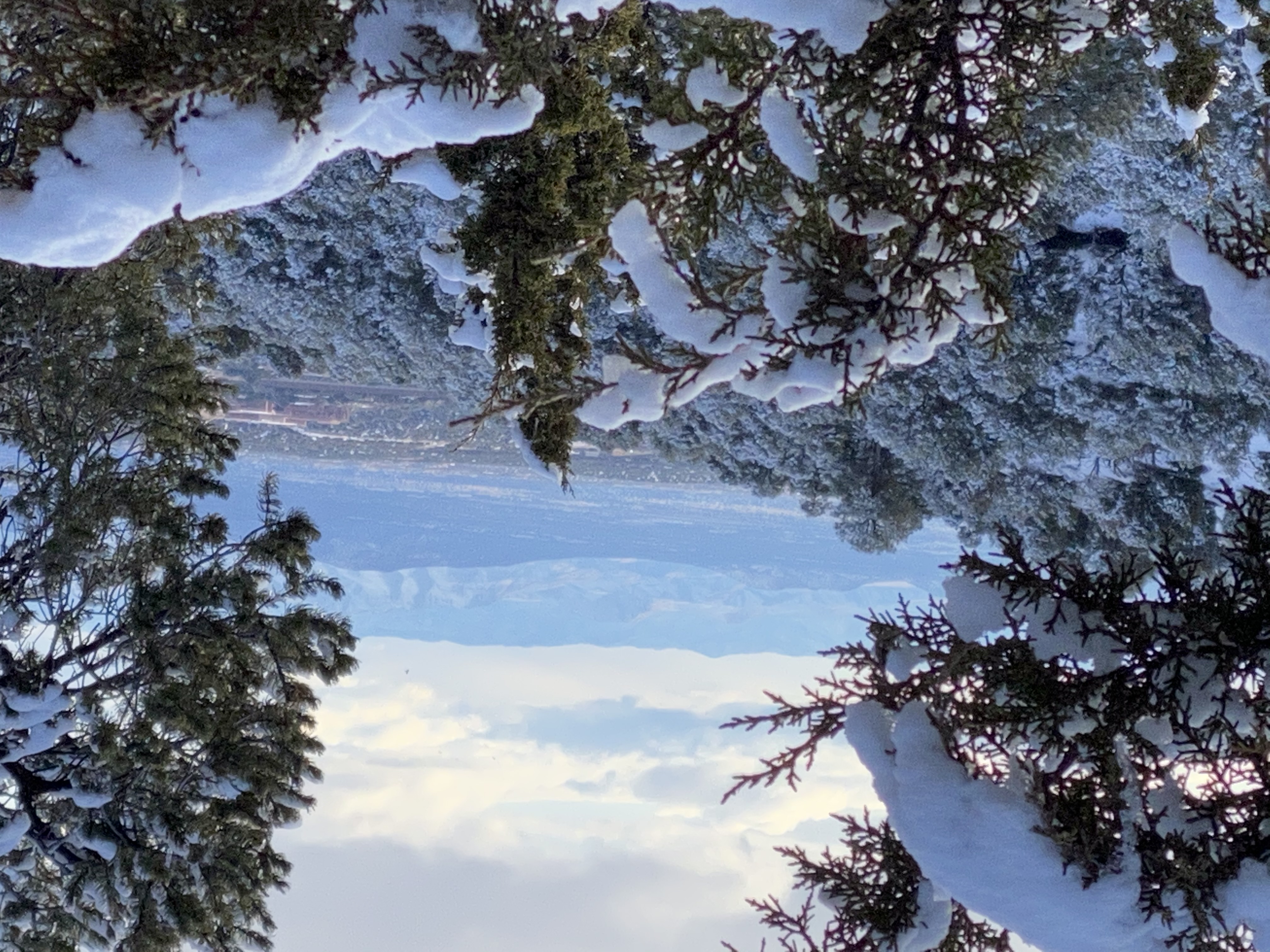 Optimal Wellness Journey