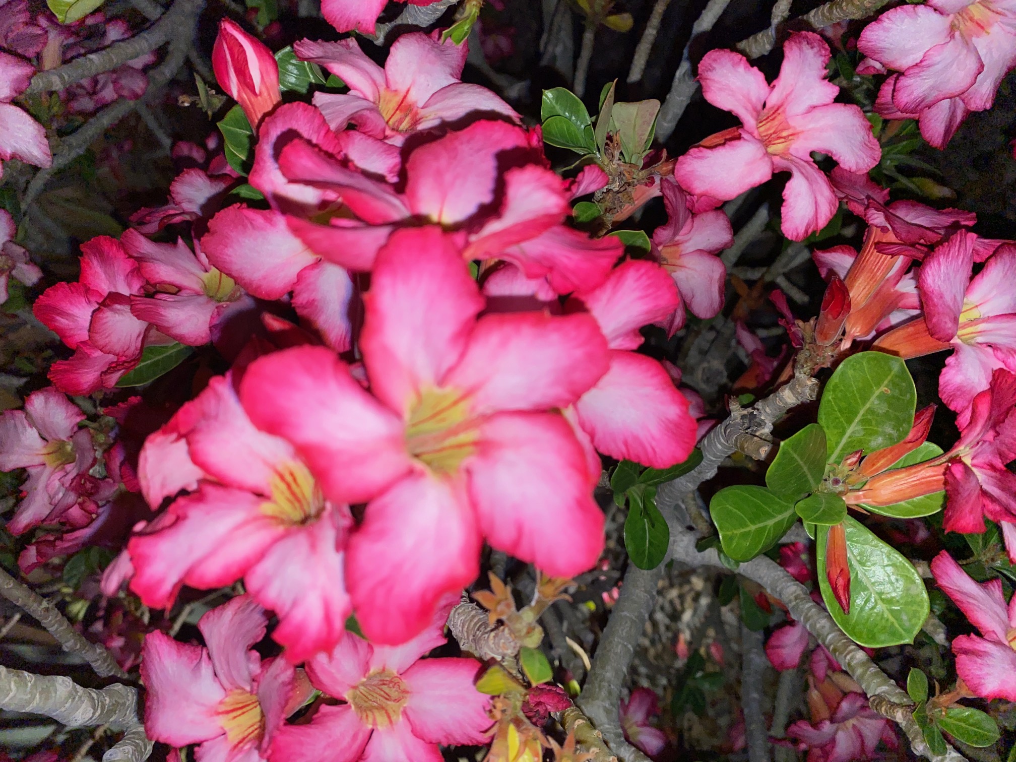 Bella's Beauty Lounge