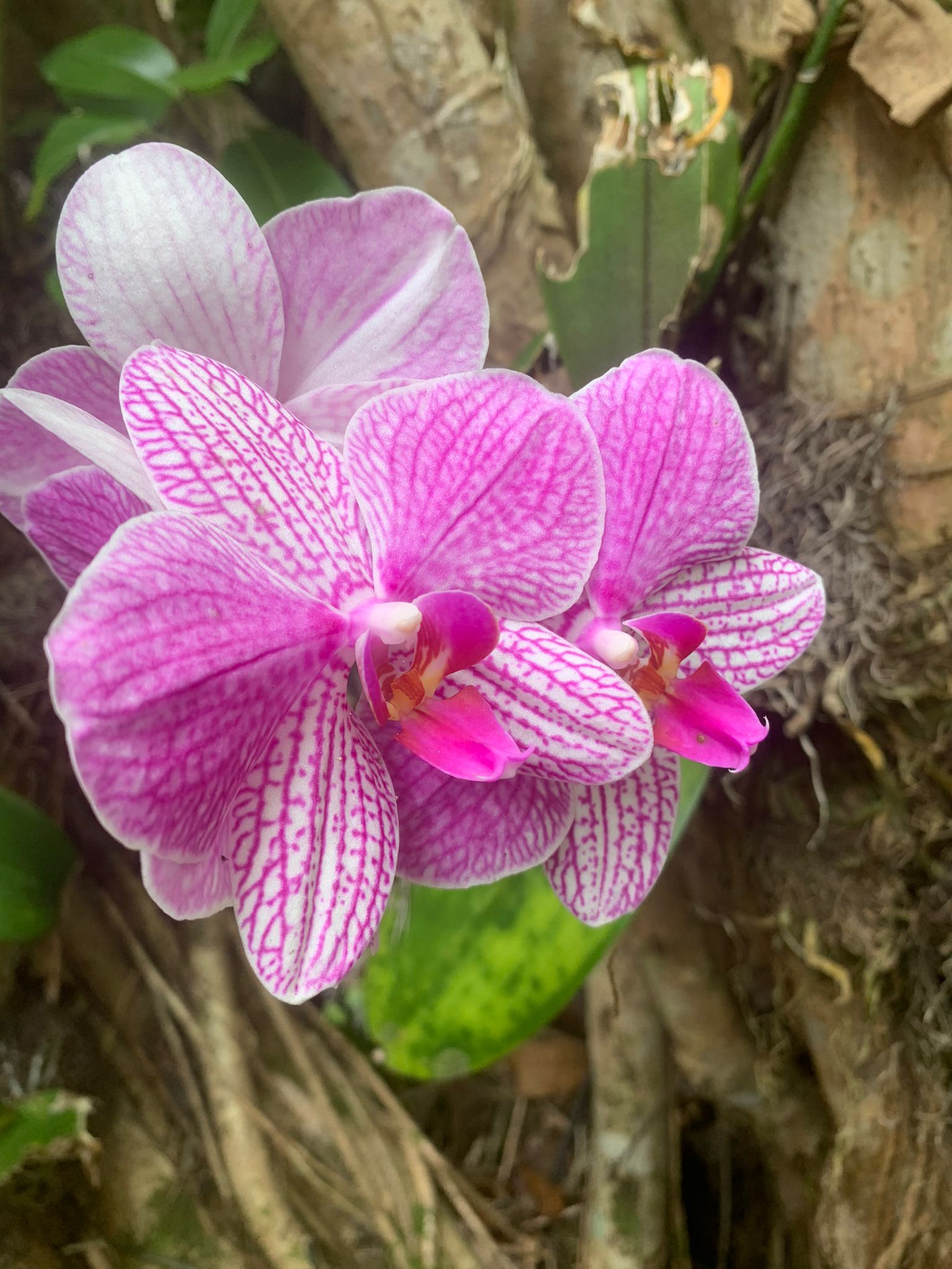 European Day Spa Of Fredericksburg