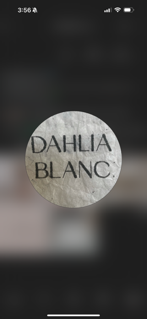 Dahlia Blanc