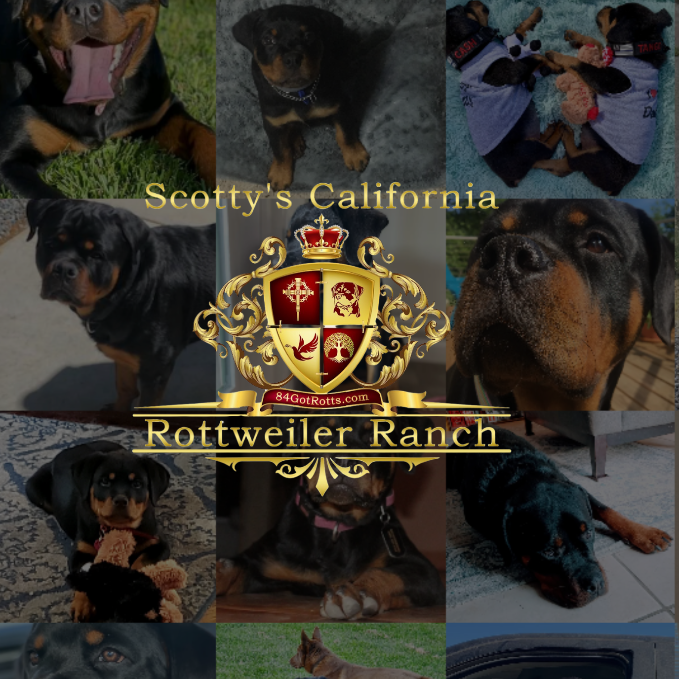 Scotty's California Rottweiler Ranch LLC