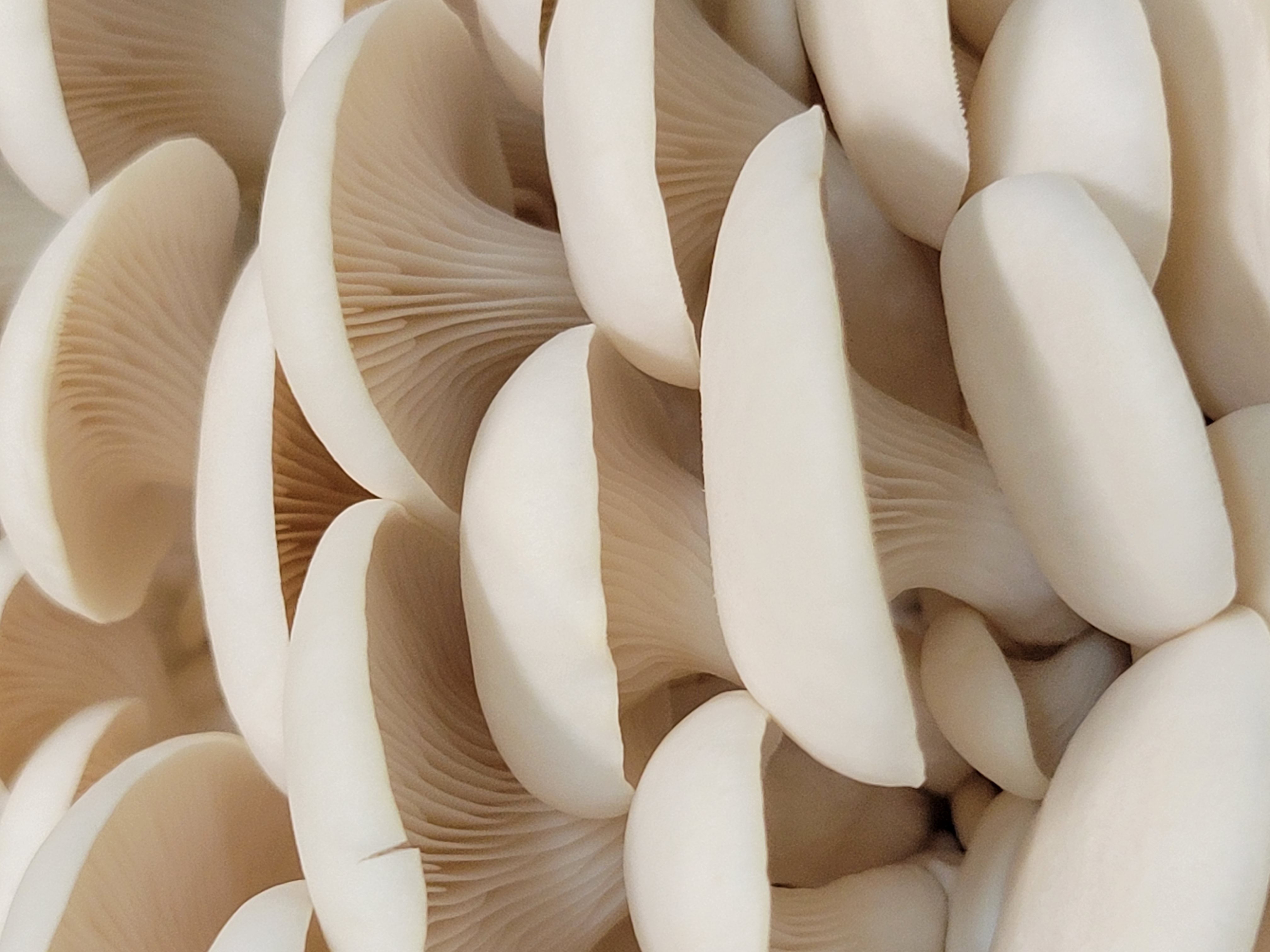 The Purple Mushroom LLC