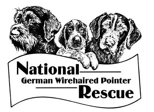 National German Wirehaired Pointer Rescue