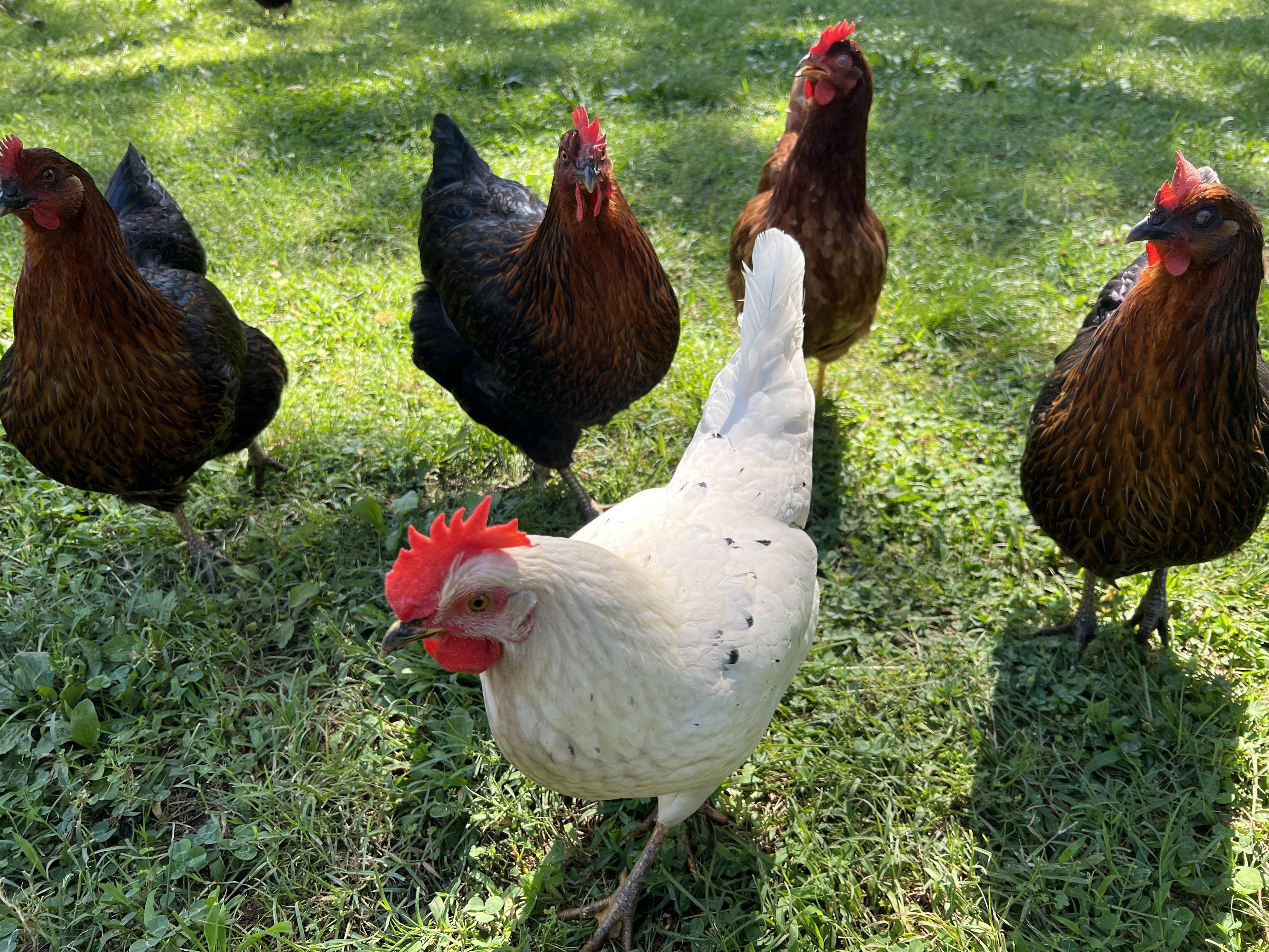 Christopher Ray's Homestead Business