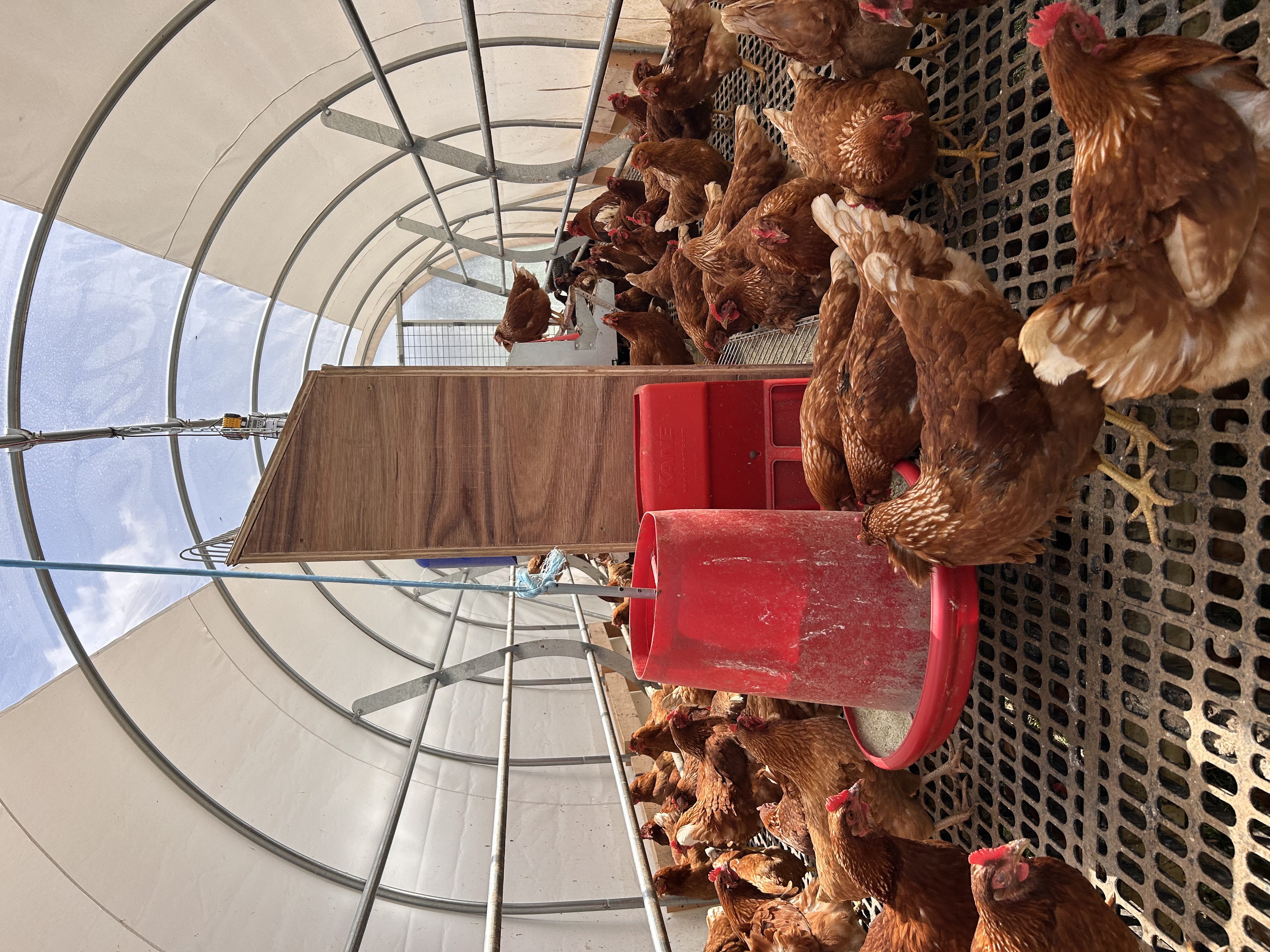 B’More Urban Organic Poultry and Plants