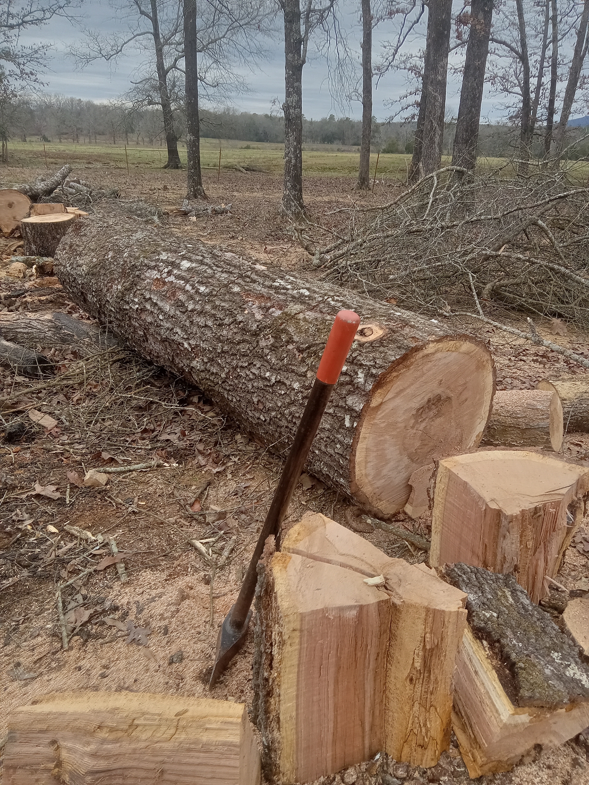 JELLYBEAN FIREWOOD LLC 