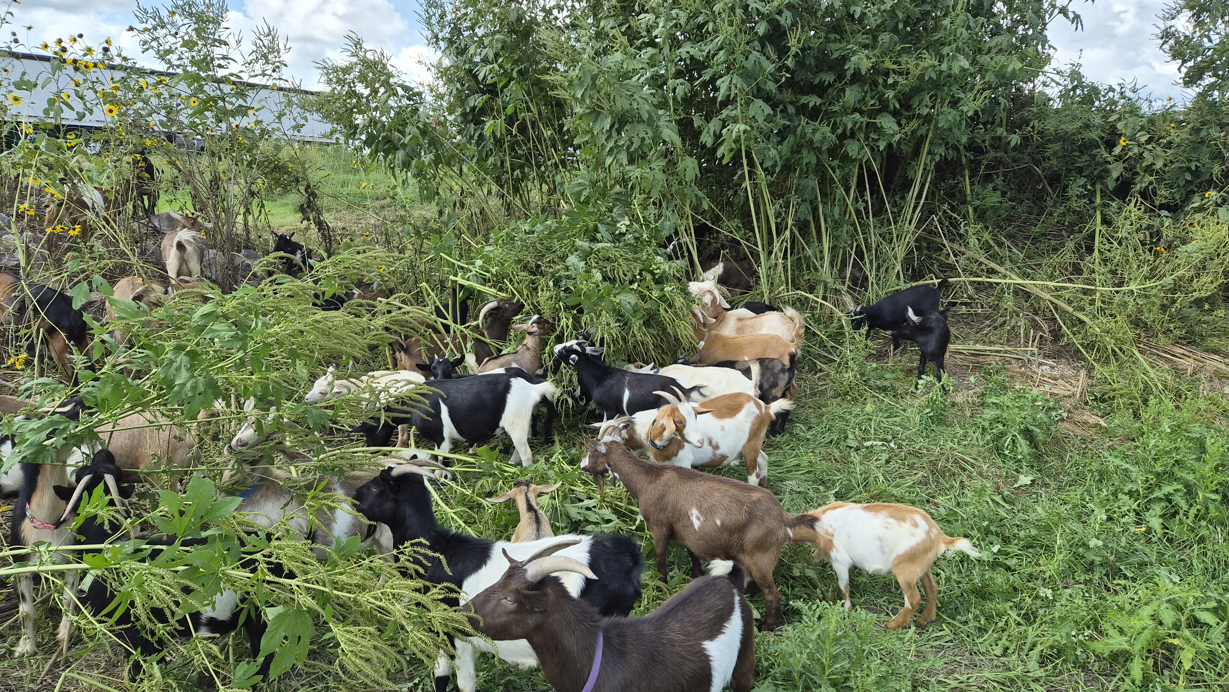 Dakota Goat Squad, LLC.