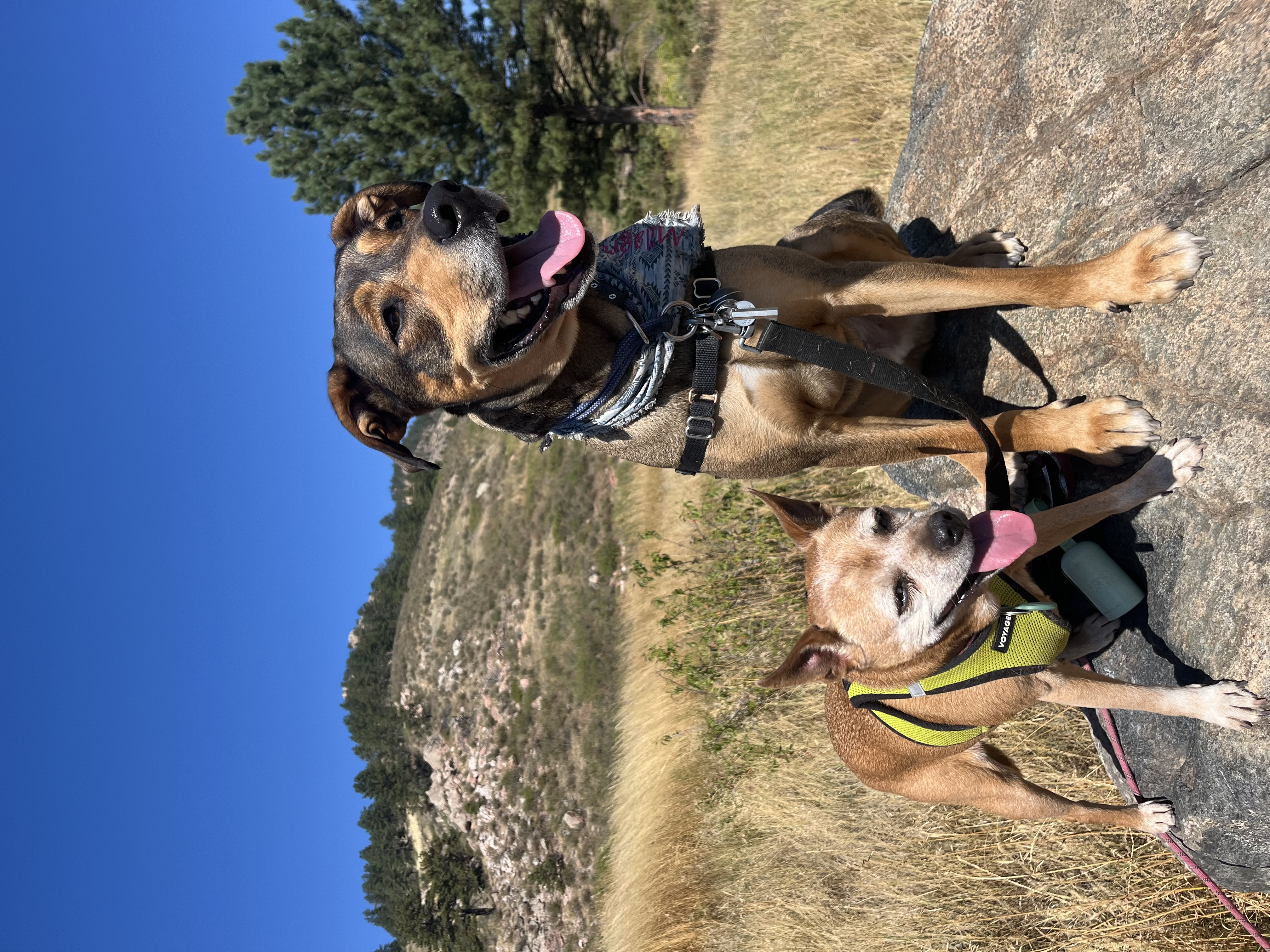 The Dog Lover Of Fort Collins