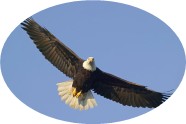 Kingdom Business Development Services