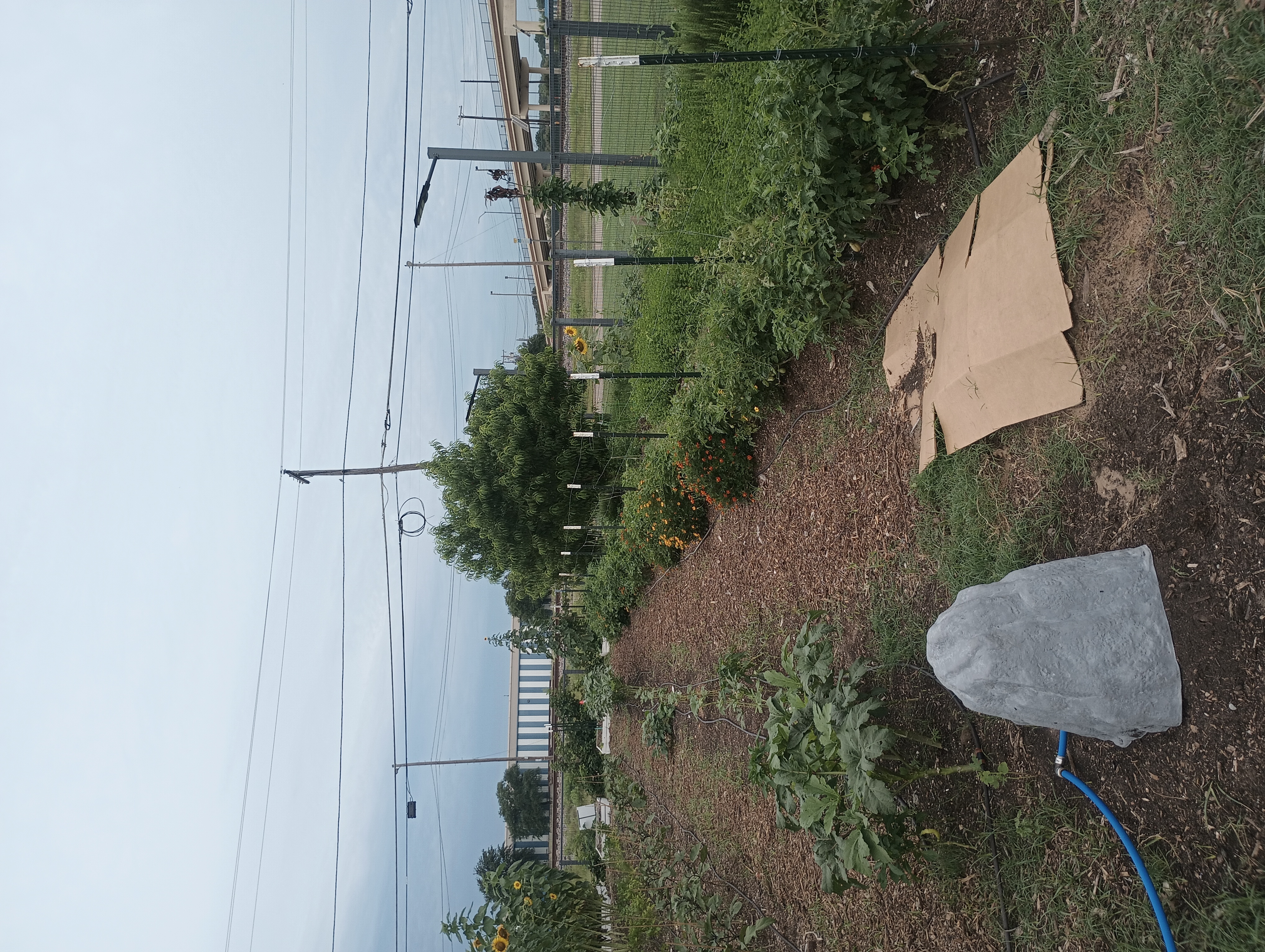 Mimi's Upick Community Garden