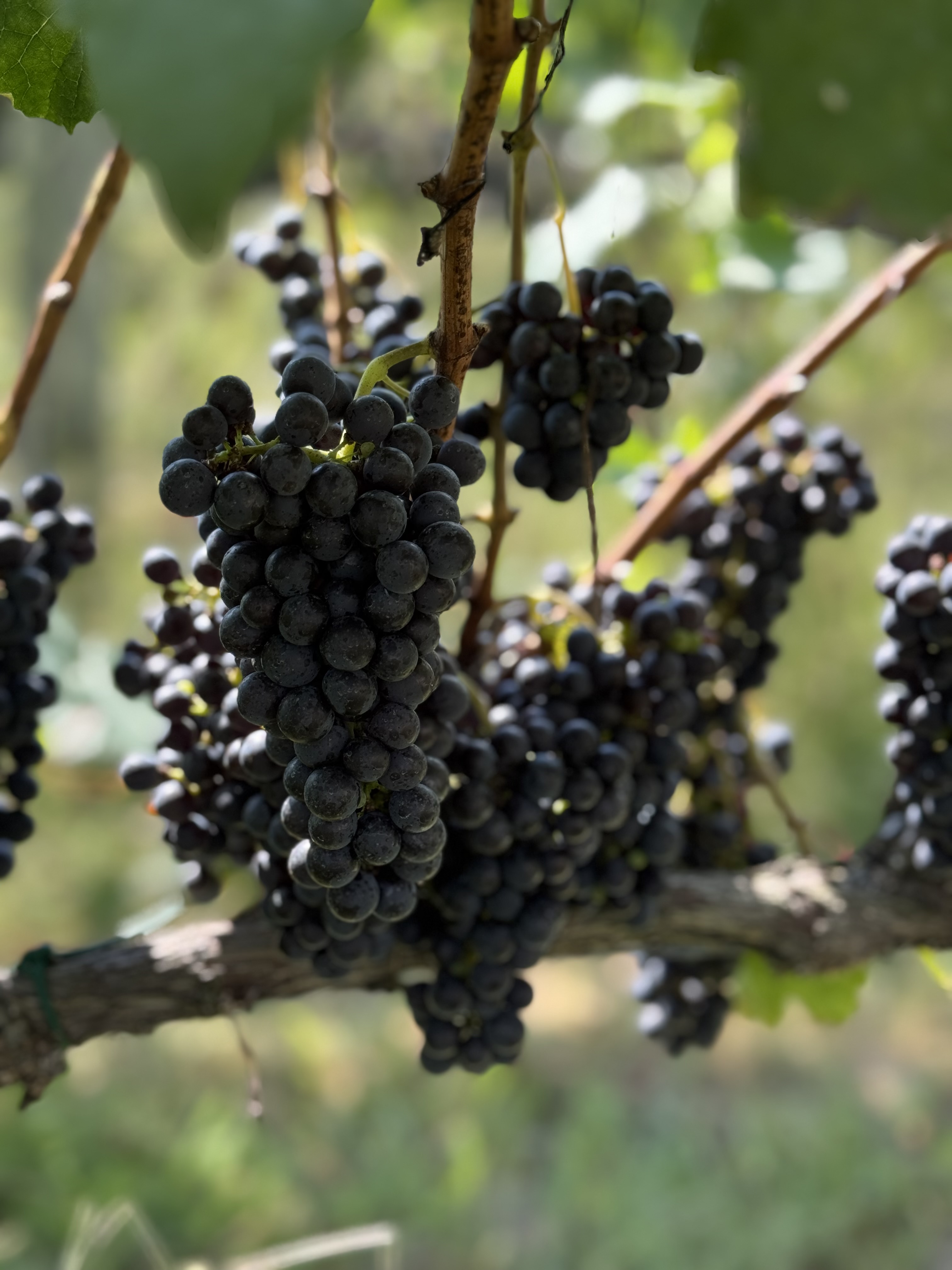 Bivins Family Vineyards