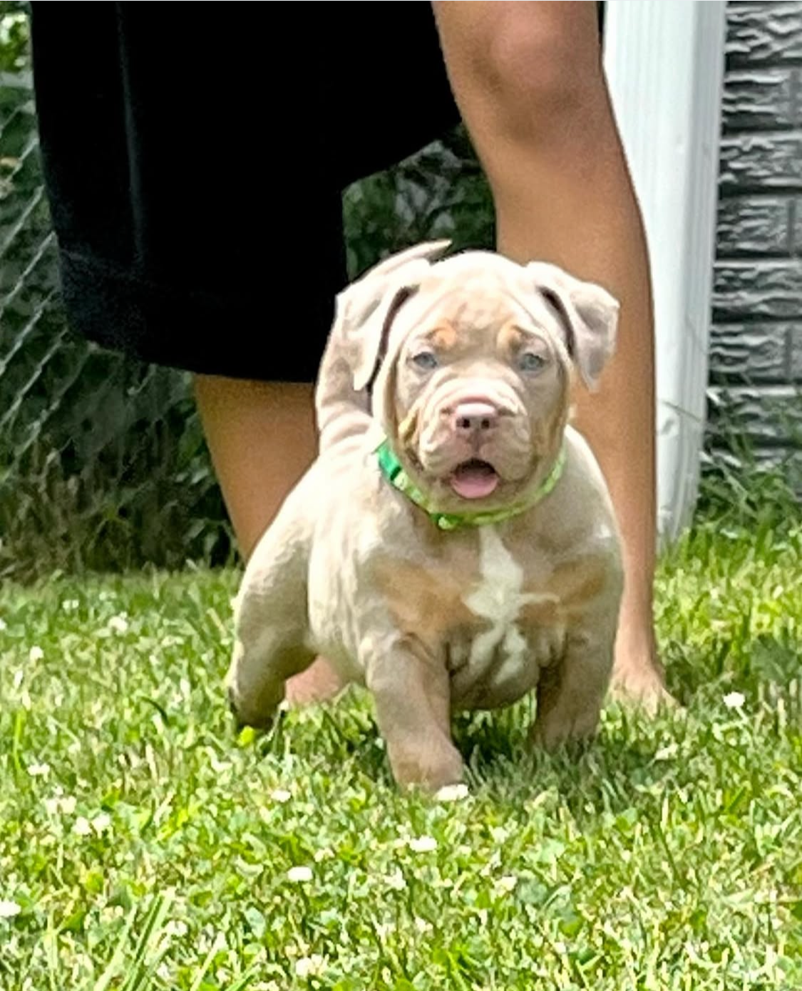 Rapid Delivery And Courier Service LLC