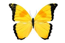 Perfect Events Company, LLC