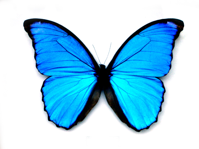 La Farfalla Retreat, Inc Dba Influens