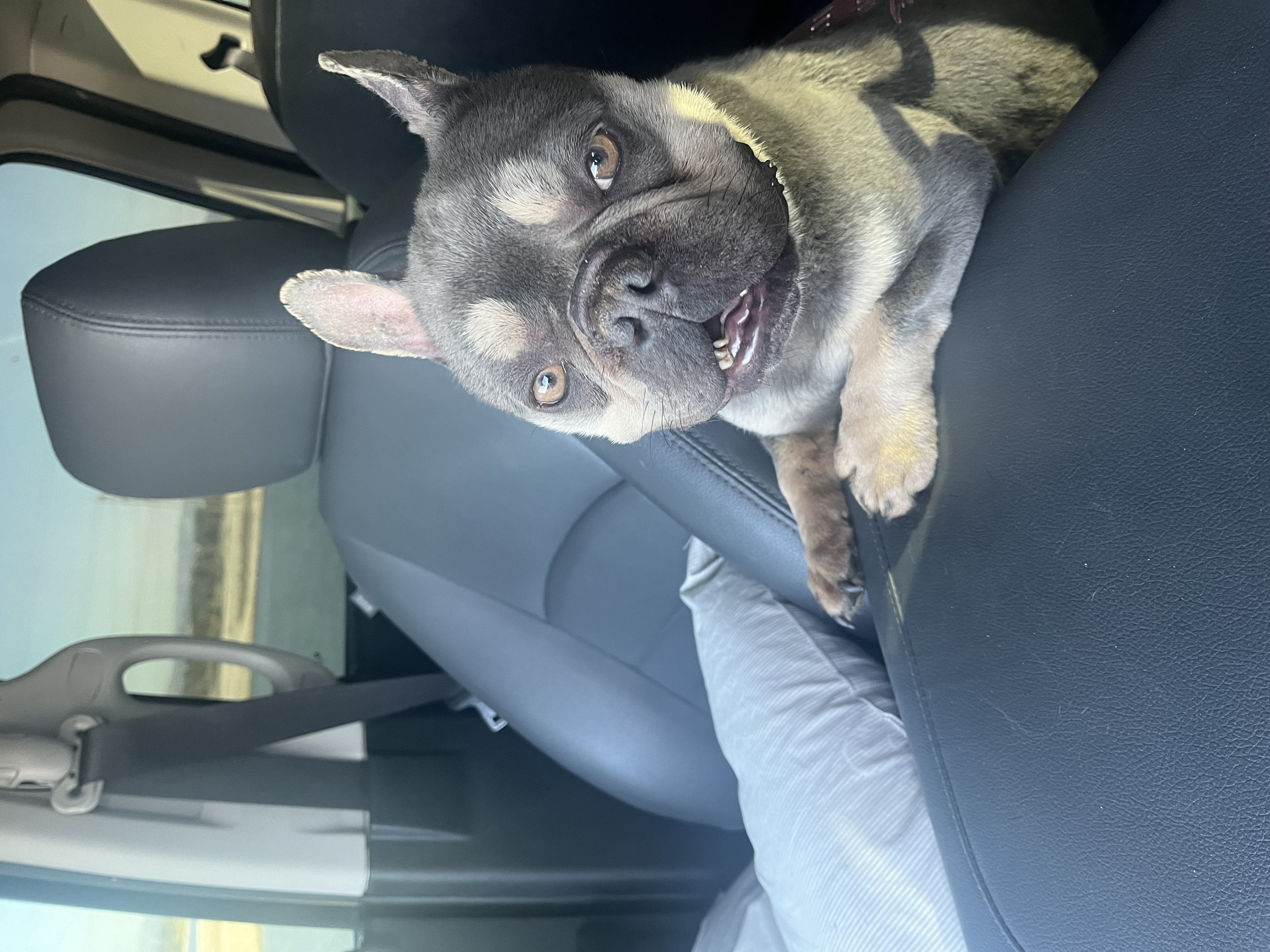 Beachwood Exotic Bully Kennel